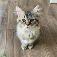 Weibliche Perser Katze, 5 Monate alt