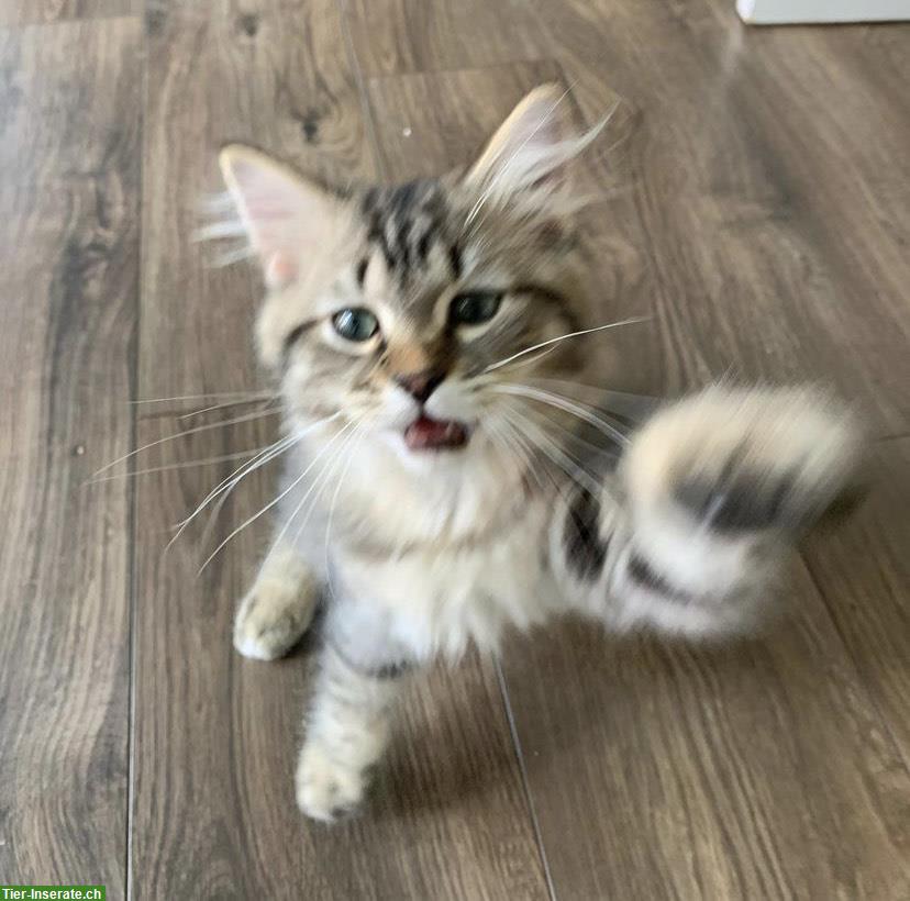 Bild 2: Weibliche Perser Katze, 5 Monate alt