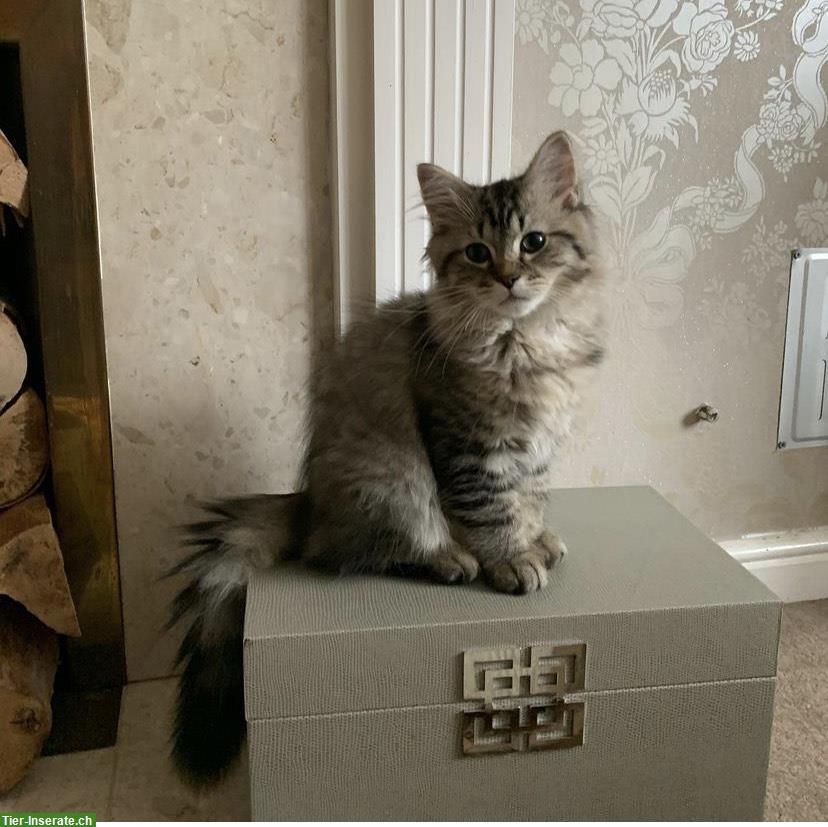 Bild 3: Weibliche Perser Katze, 5 Monate alt