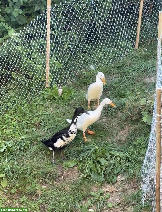GRATIS: Laufenten Paar (blutsfremd) zu verkaufen