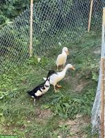 GRATIS: Laufenten Paar (blutsfremd) zu verkaufen