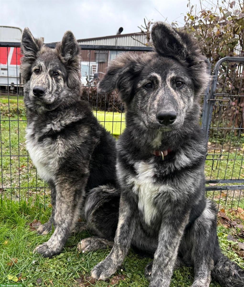 Schäferhund mix Hündin, 6 Monate alt