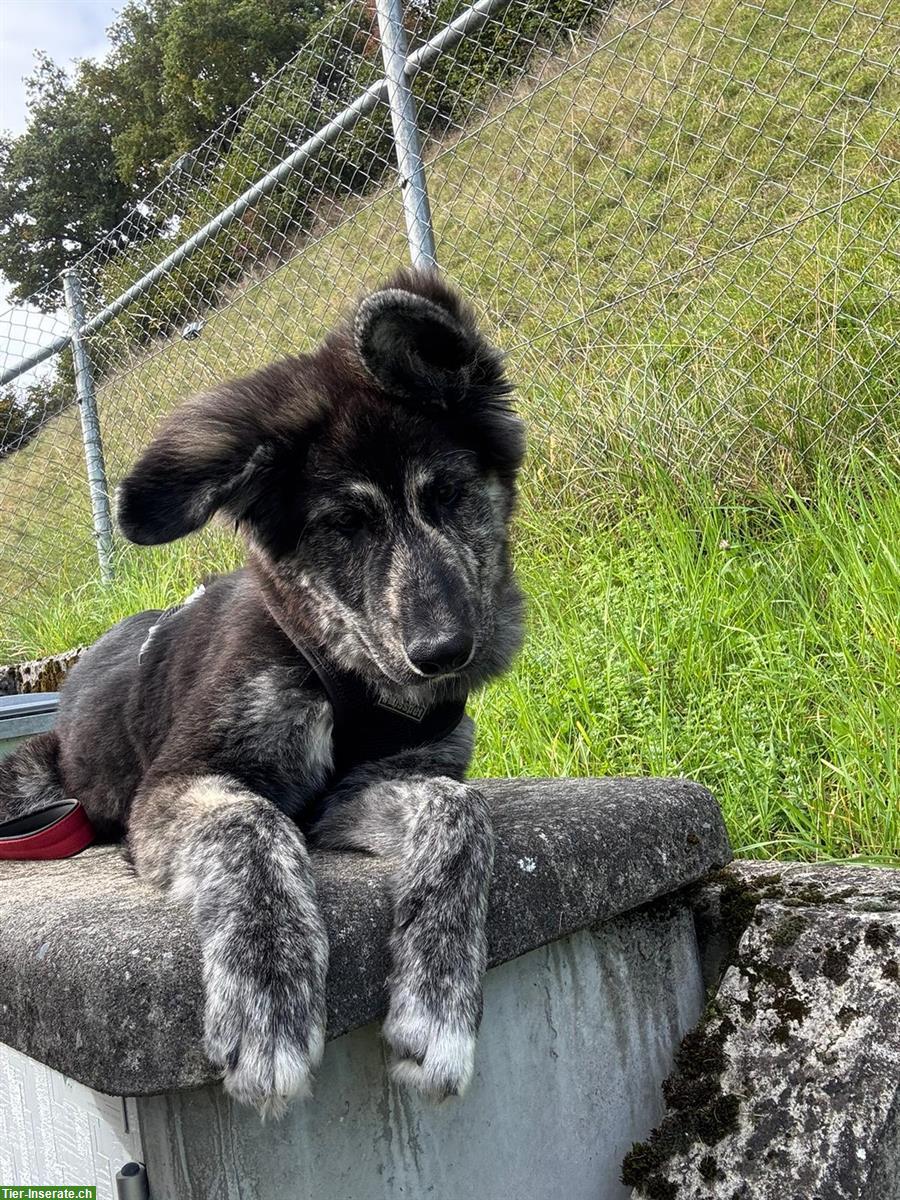 Bild 2: Schäferhund mix Hündin, 6 Monate alt