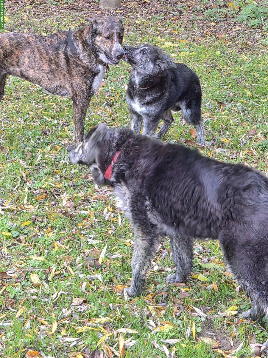 Bild 3: Schäferhund mix Hündin, 6 Monate alt