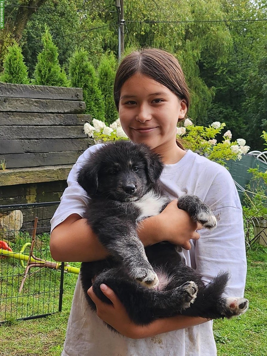 Bild 4: Schäferhund mix Hündin, 6 Monate alt