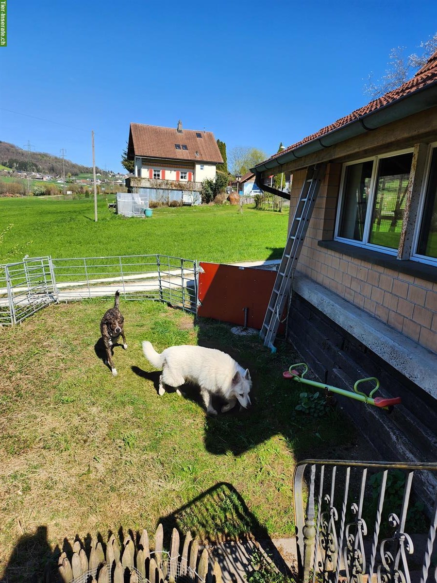 Bild 5: Schäferhund mix Hündin, 6 Monate alt