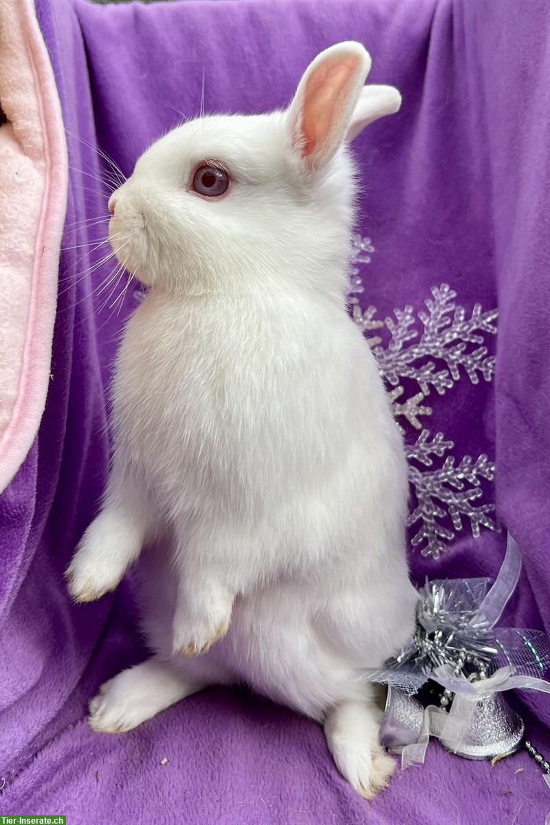 Farbenzwerge Zwergkaninchen Paar: weiss & schwarz-weiss