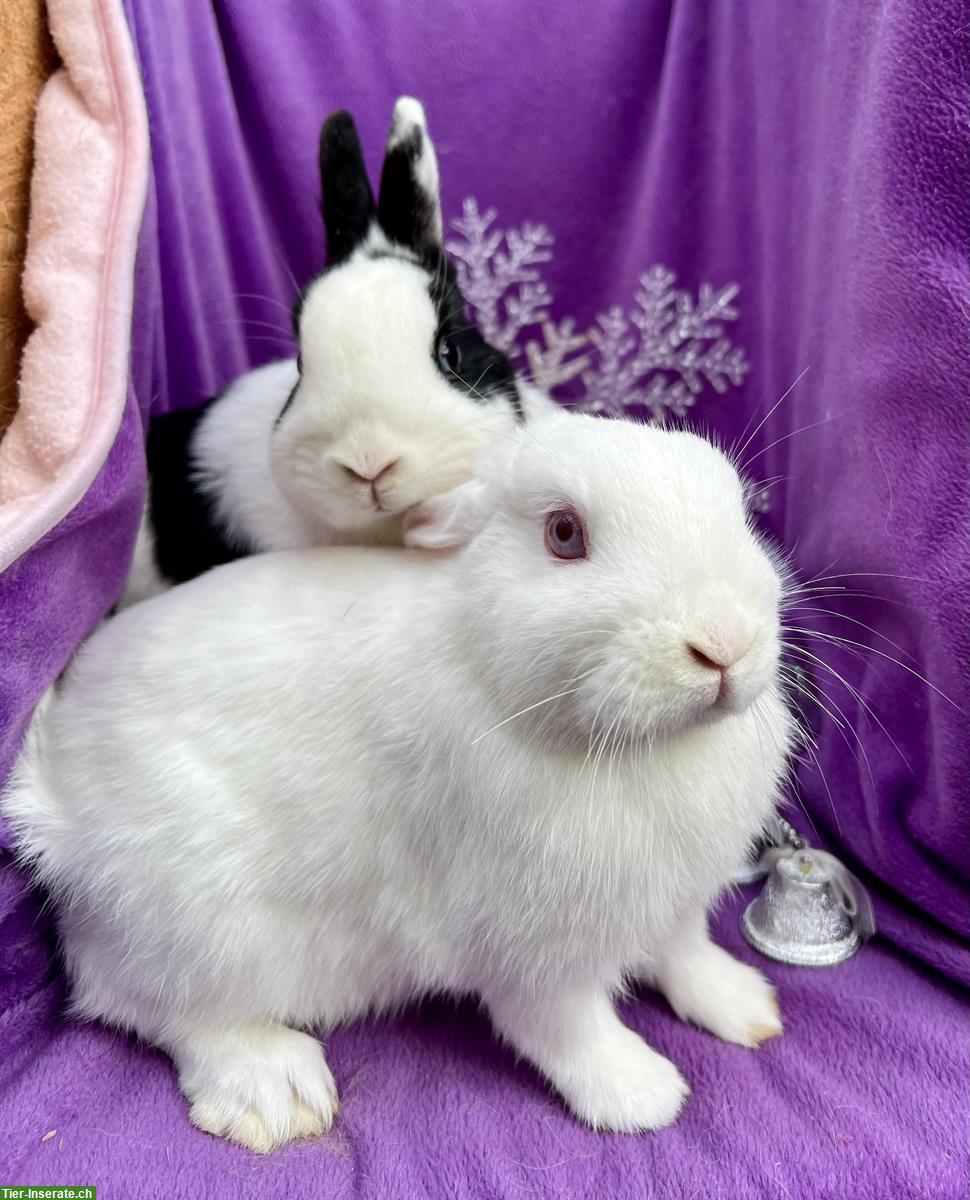 Bild 2: Farbenzwerge Zwergkaninchen Paar: weiss & schwarz-weiss