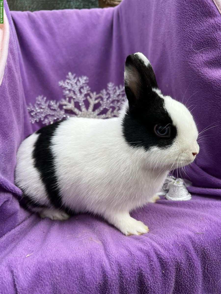 Bild 3: Farbenzwerge Zwergkaninchen Paar: weiss & schwarz-weiss