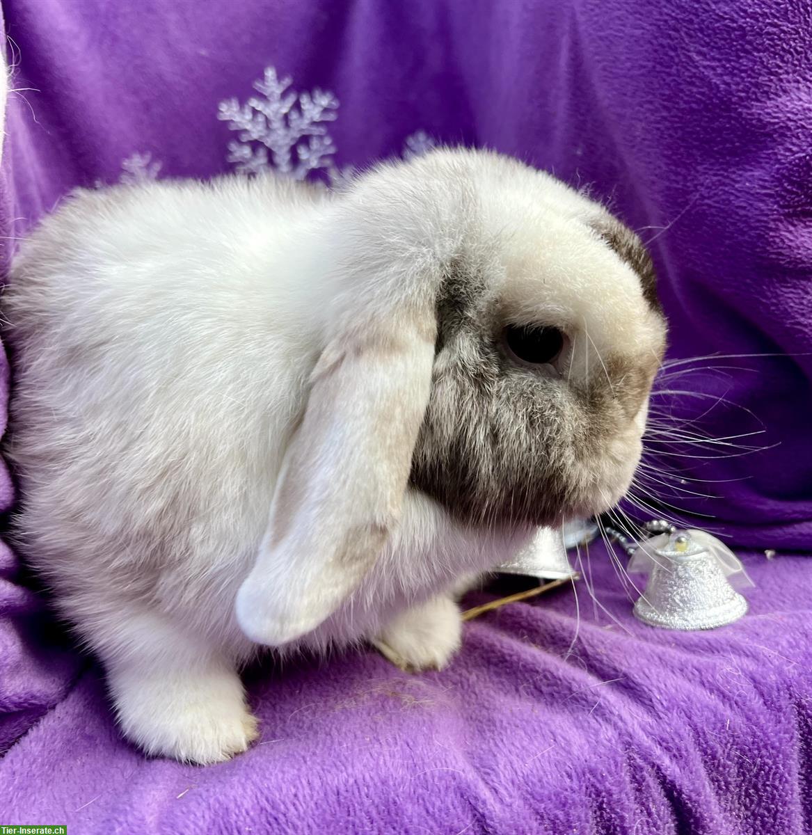 Junger Minilop Kastrat sucht Artgenossen