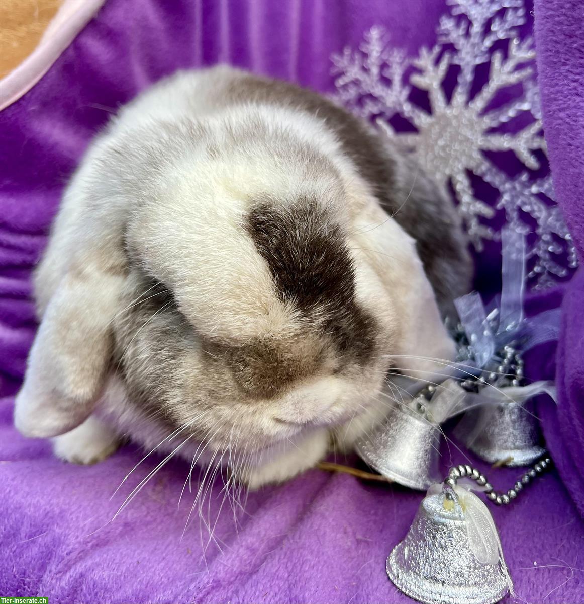 Bild 2: Junger Minilop Kastrat sucht Artgenossen