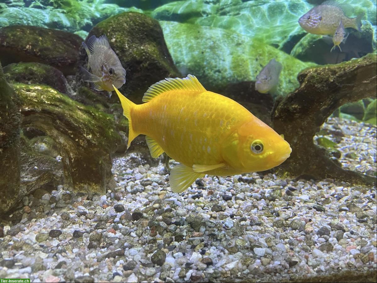 Grosse Goldfische für Teich oder Aquarium