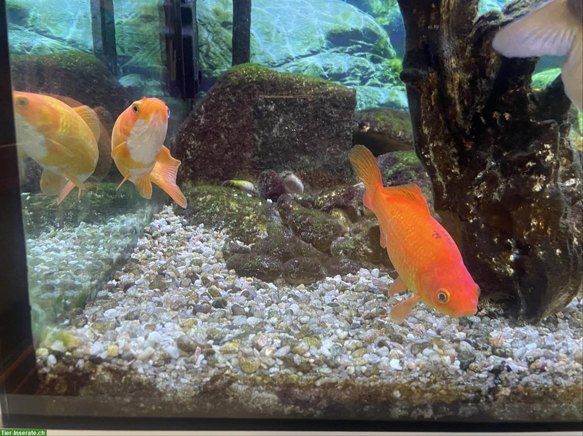 Bild 2: Grosse Goldfische für Teich oder Aquarium