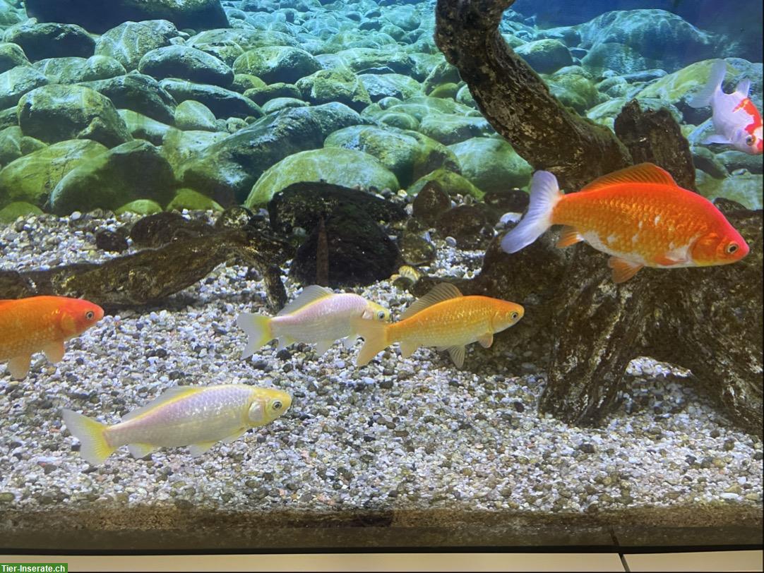Bild 3: Grosse Goldfische für Teich oder Aquarium