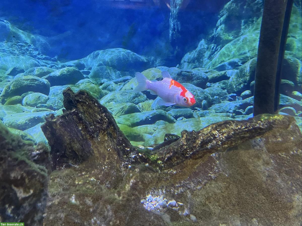 Bild 4: Grosse Goldfische für Teich oder Aquarium