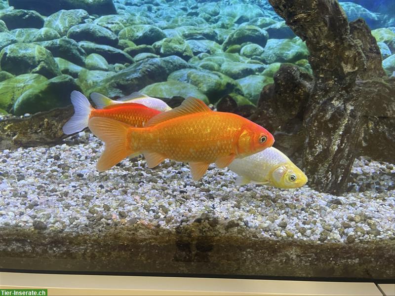 Bild 5: Grosse Goldfische für Teich oder Aquarium