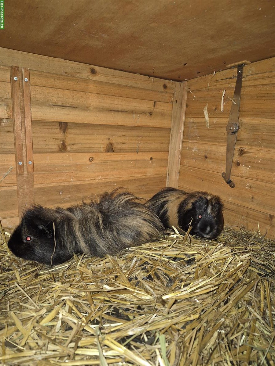 2 Meerschweinchen Böcke zu verschenken
