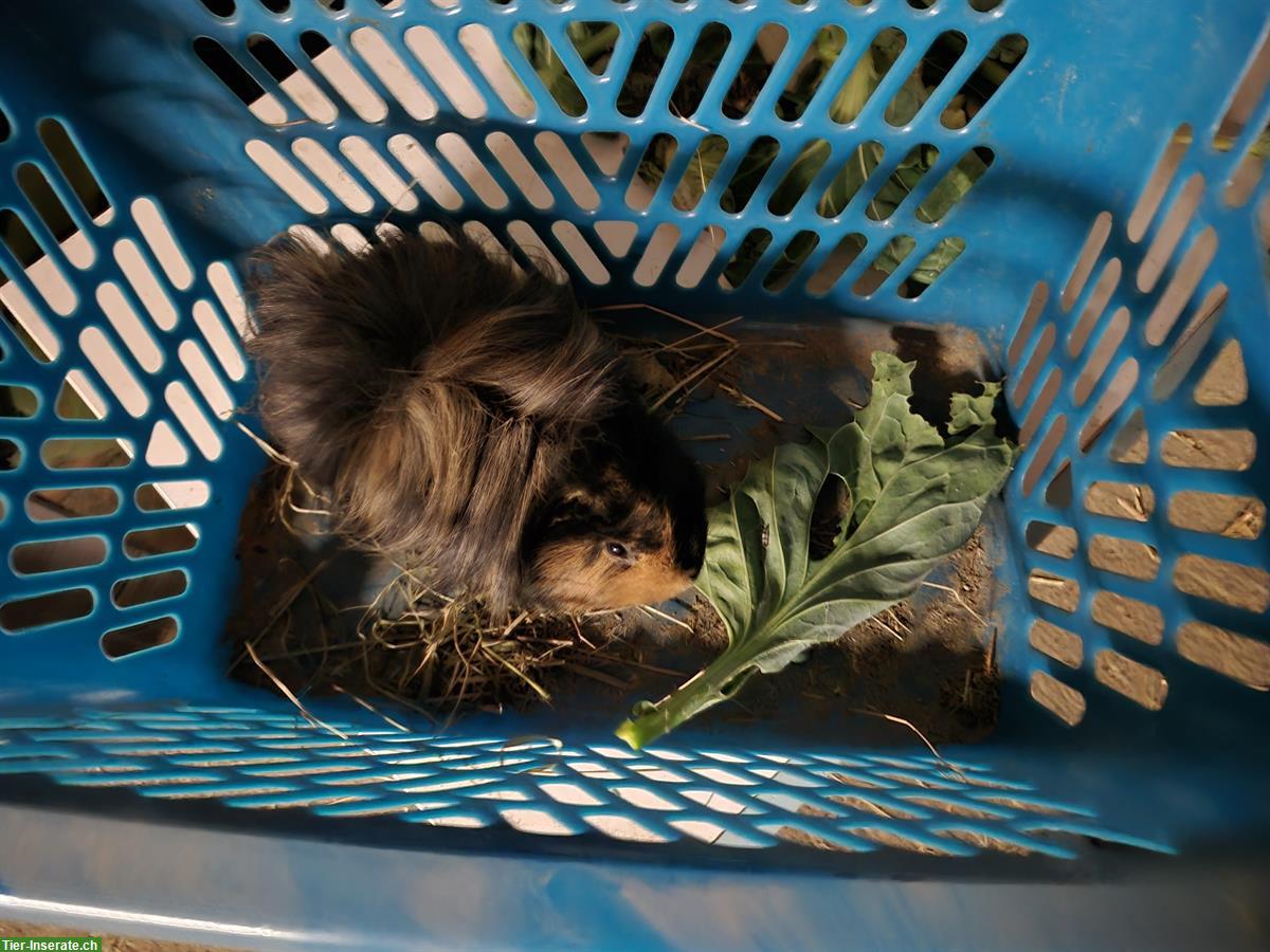 Bild 2: 2 Meerschweinchen Böcke zu verschenken