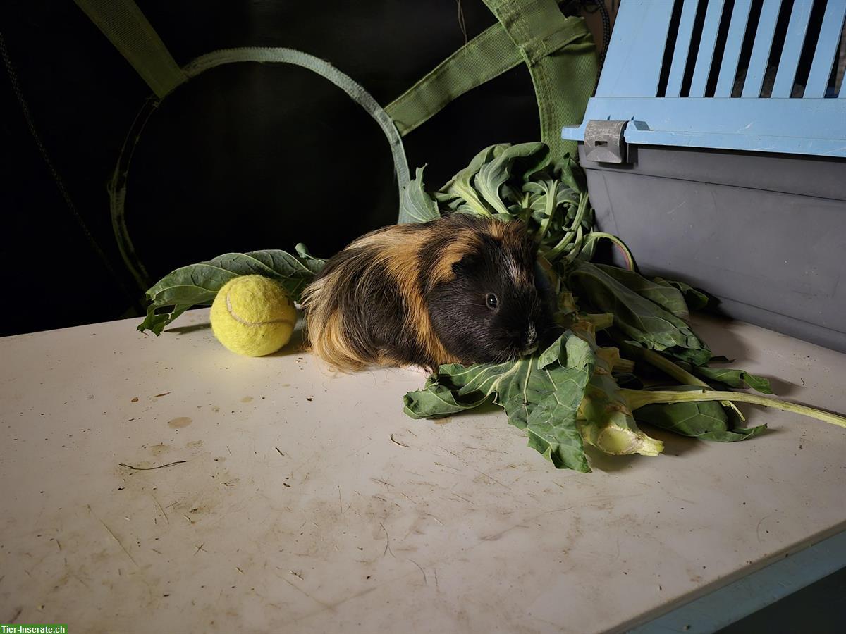 Bild 3: 2 Meerschweinchen Böcke zu verschenken