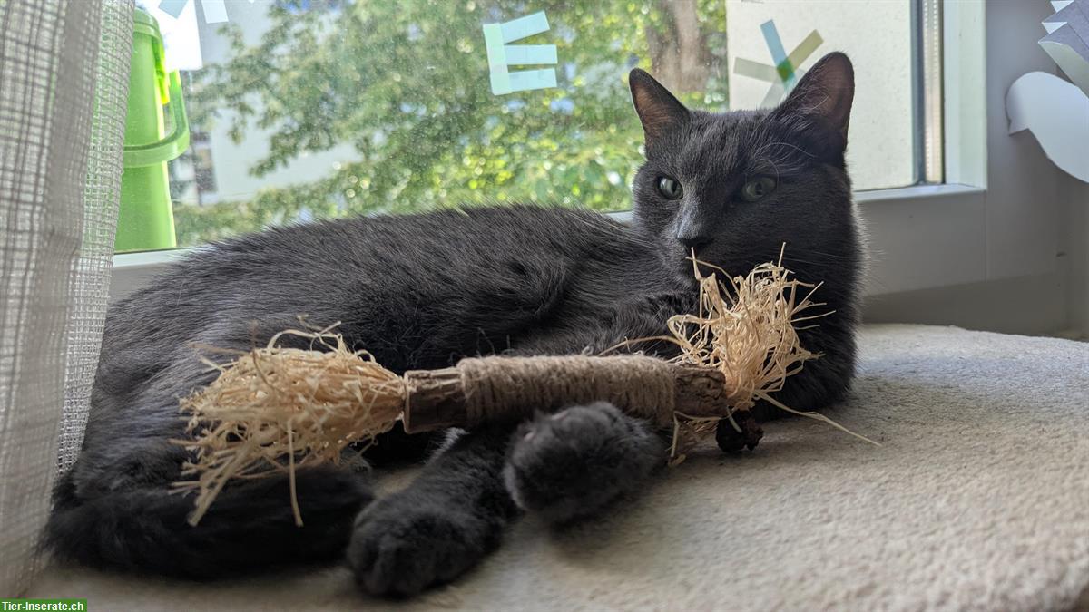 Russisch Blau Katze sucht ihren Lieblingsmenschen