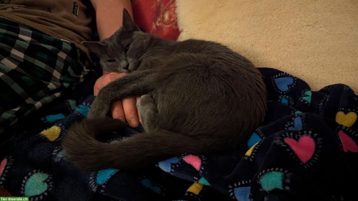 Bild 2: Russisch Blau Katze sucht ihren Lieblingsmenschen