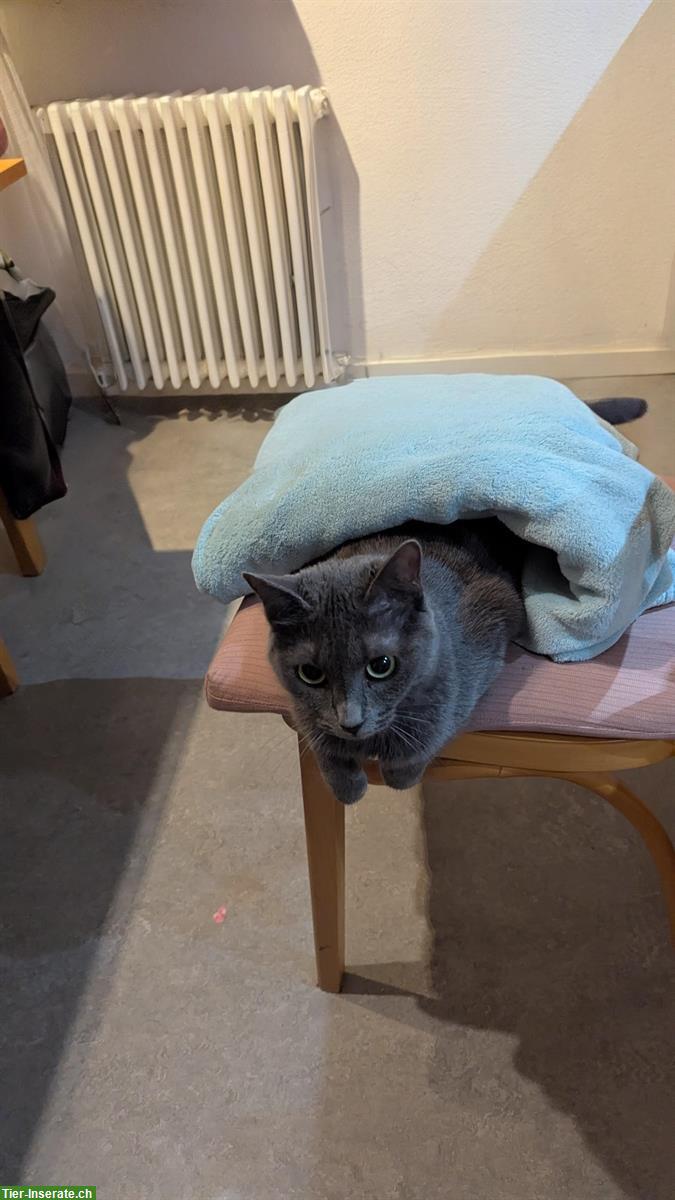 Bild 3: Russisch Blau Katze sucht ihren Lieblingsmenschen