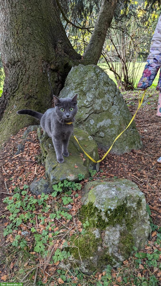Bild 4: Russisch Blau Katze sucht ihren Lieblingsmenschen