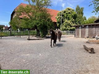 Offenstallplatz in Wileroltigen BE für Islandpferd Wallach