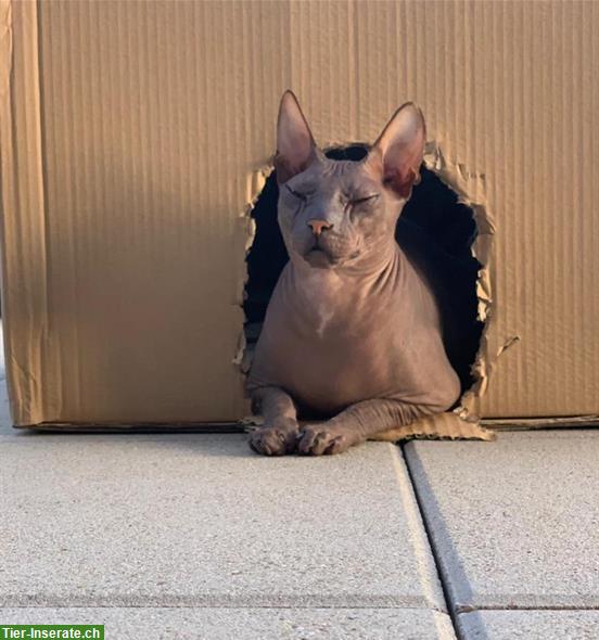 8-jähriger Sphynx Kater sucht ein neues Zuhause :)