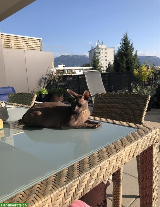 Bild 2: 8-jähriger Sphynx Kater sucht ein neues Zuhause :)