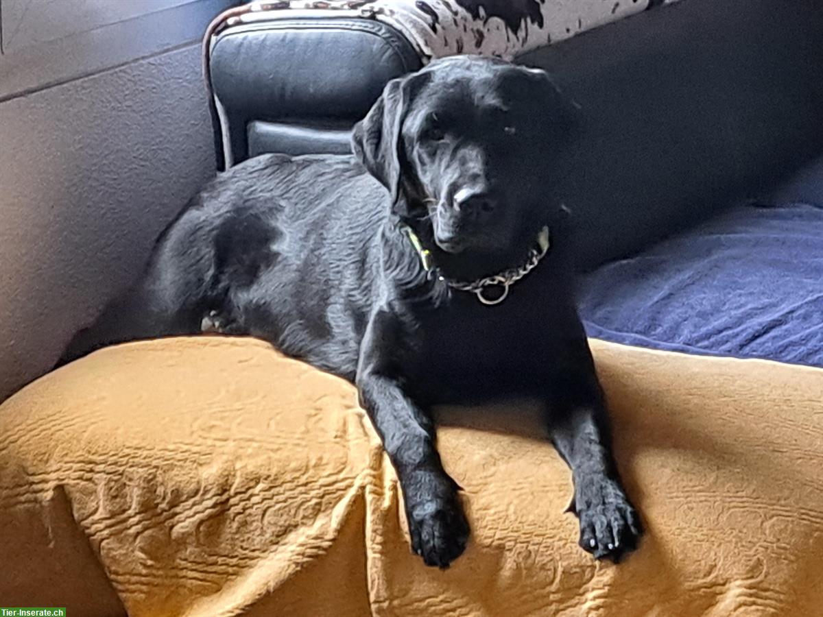 Schwarze Labrador Hündin, Einzelhund, arbeitsfreudig