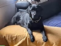 Schwarze Labrador Hündin, Einzelhund, arbeitsfreudig