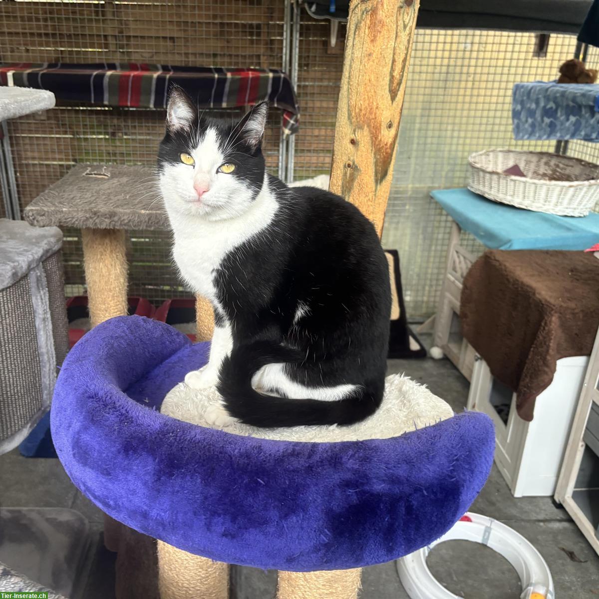 Schwarz-weisser Kater Noria sucht ländliches Zuhause mit Freigang