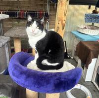 Schwarz-weisser Kater Noria sucht ländliches Zuhause mit Freigang