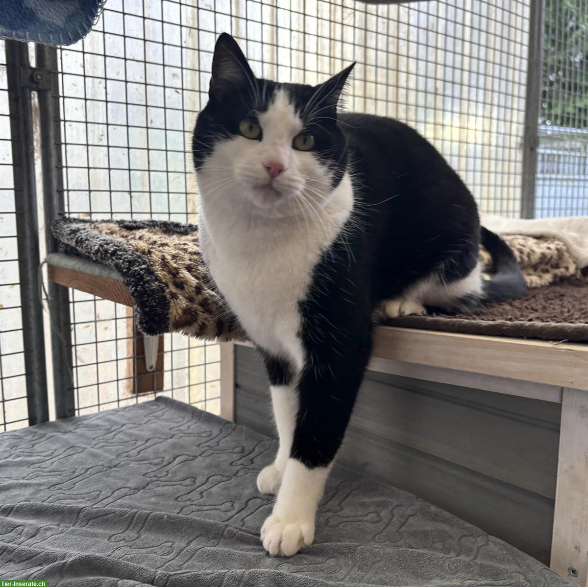 Bild 2: Schwarz-weisser Kater Noria sucht ländliches Zuhause mit Freigang