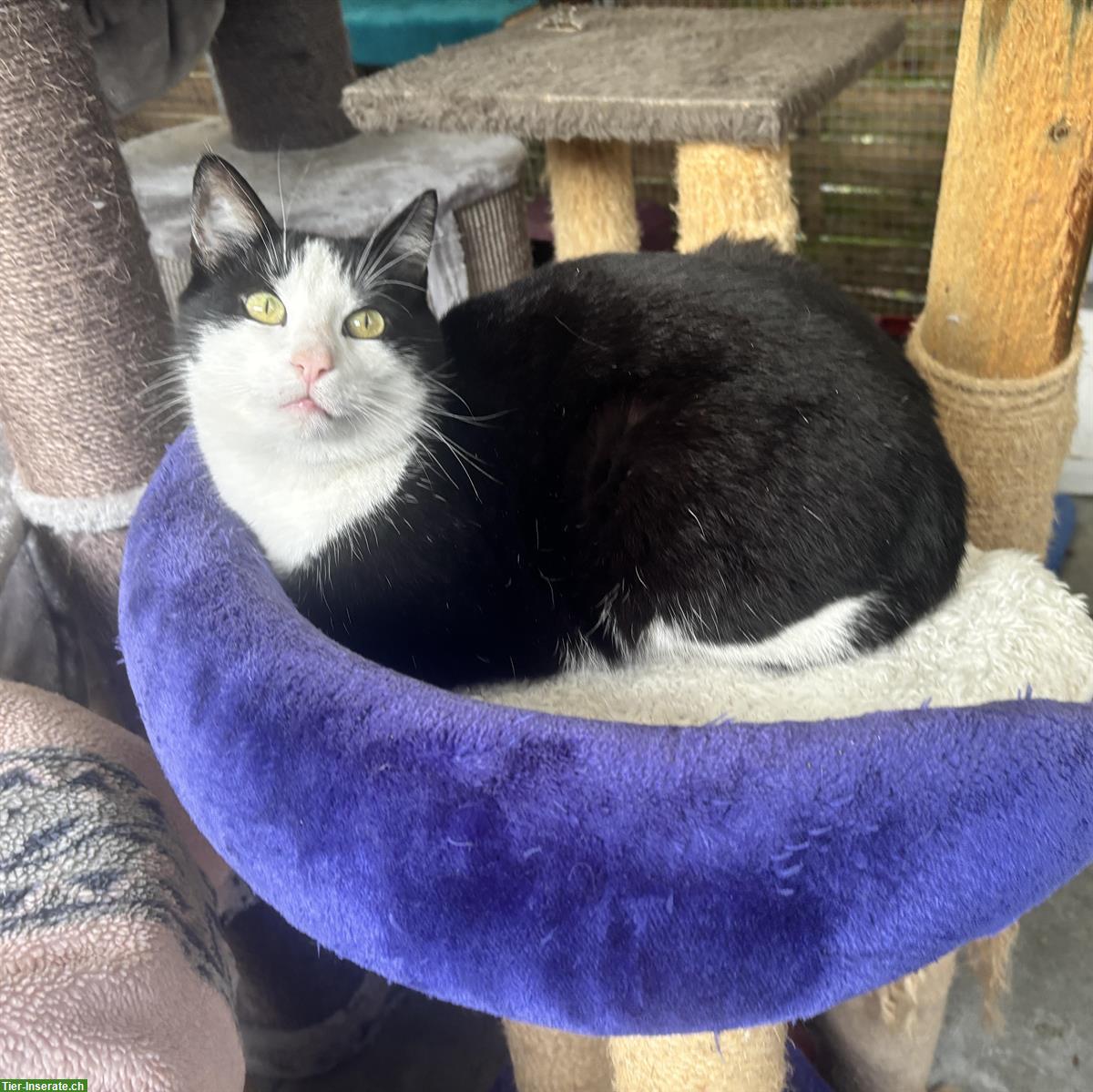 Bild 3: Schwarz-weisser Kater Noria sucht ländliches Zuhause mit Freigang