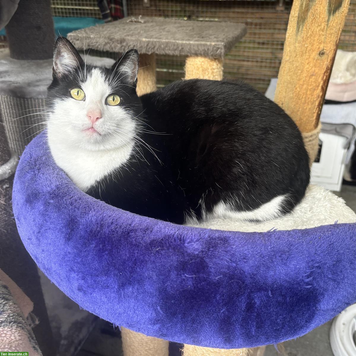 Bild 4: Schwarz-weisser Kater Noria sucht ländliches Zuhause mit Freigang