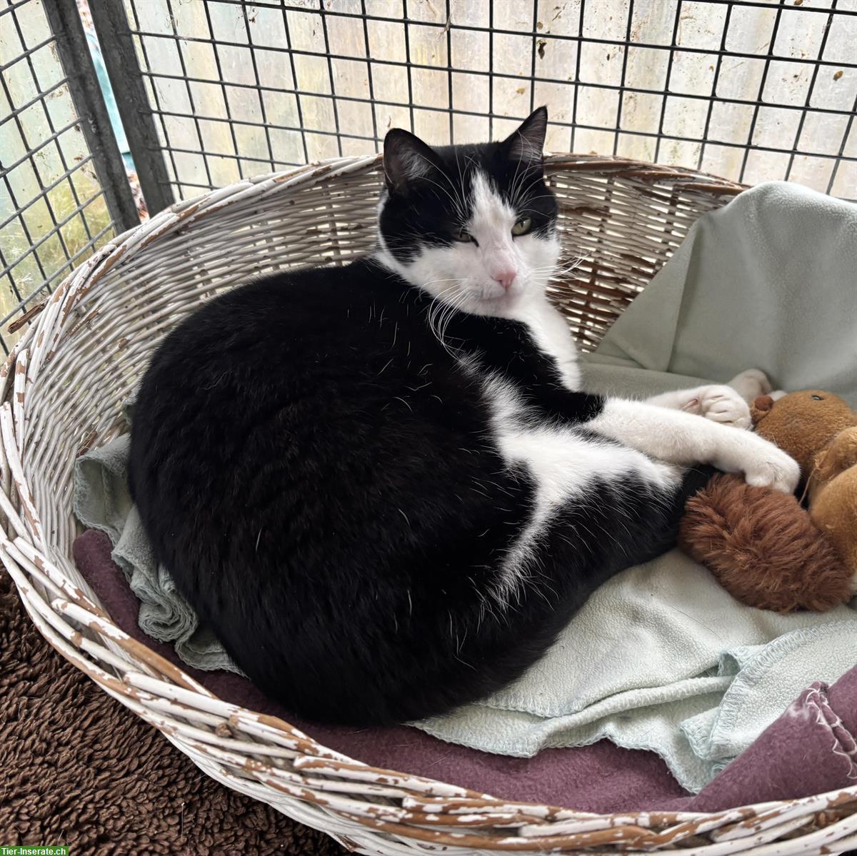 Bild 5: Schwarz-weisser Kater Noria sucht ländliches Zuhause mit Freigang