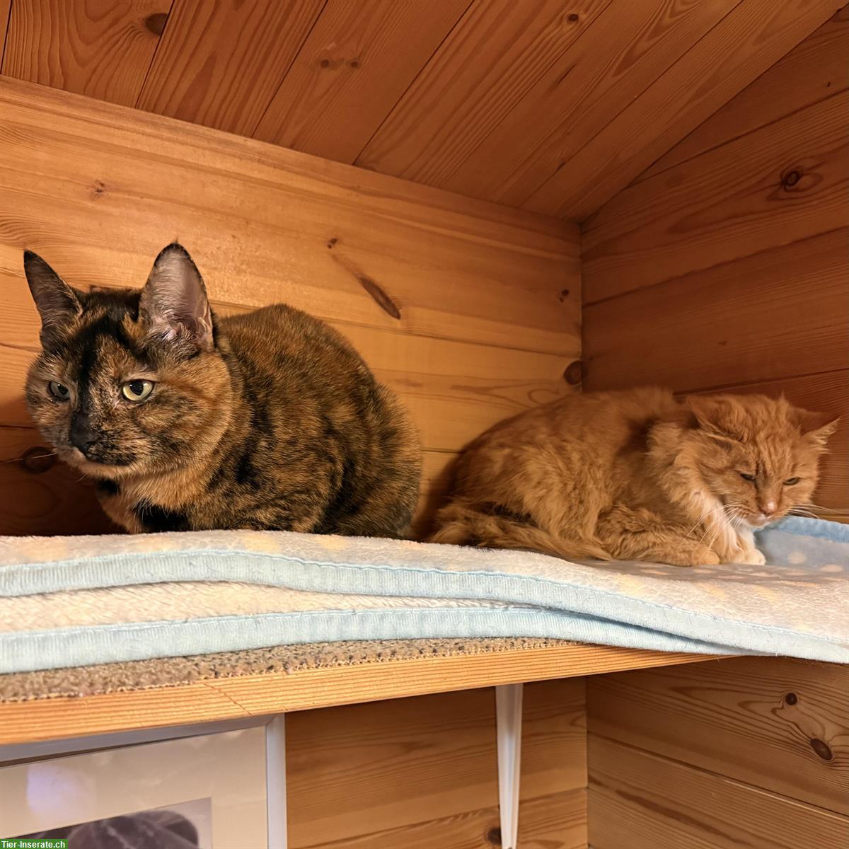 Schildpatt-Katze Alia & Langhaar-Kater Merlin, Freigänger, gemeinsam