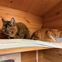 Schildpatt-Katze Alia & Langhaar-Kater Merlin, Freigänger, gemeinsam