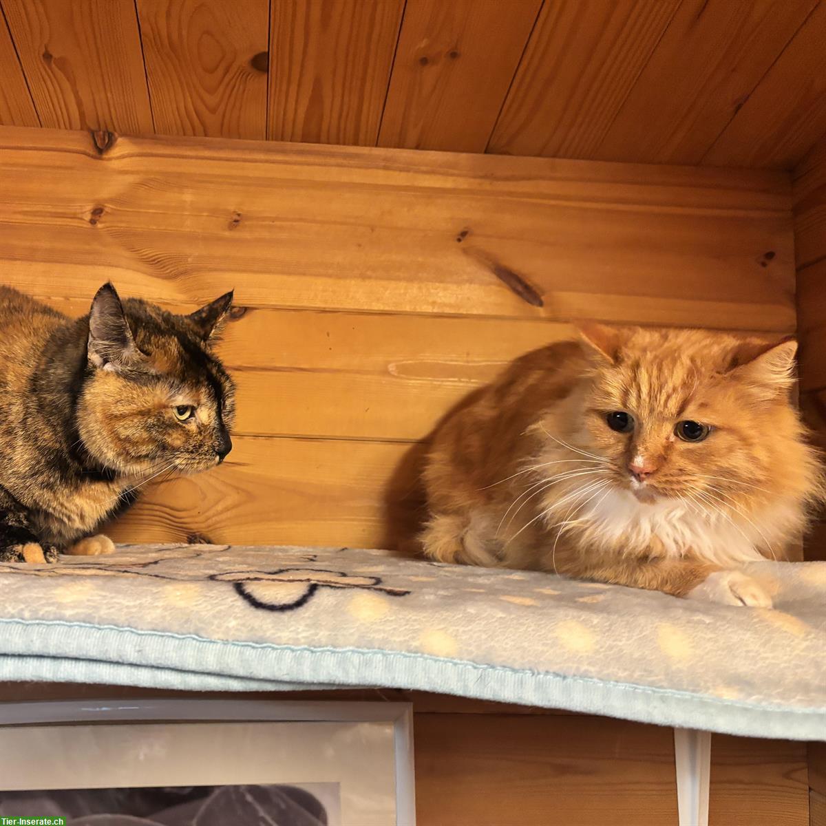 Bild 2: Schildpatt-Katze Alia & Langhaar-Kater Merlin, Freigänger, gemeinsam
