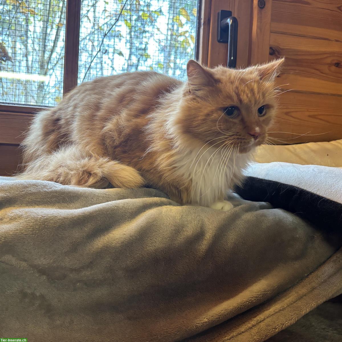 Bild 3: Schildpatt-Katze Alia & Langhaar-Kater Merlin, Freigänger, gemeinsam