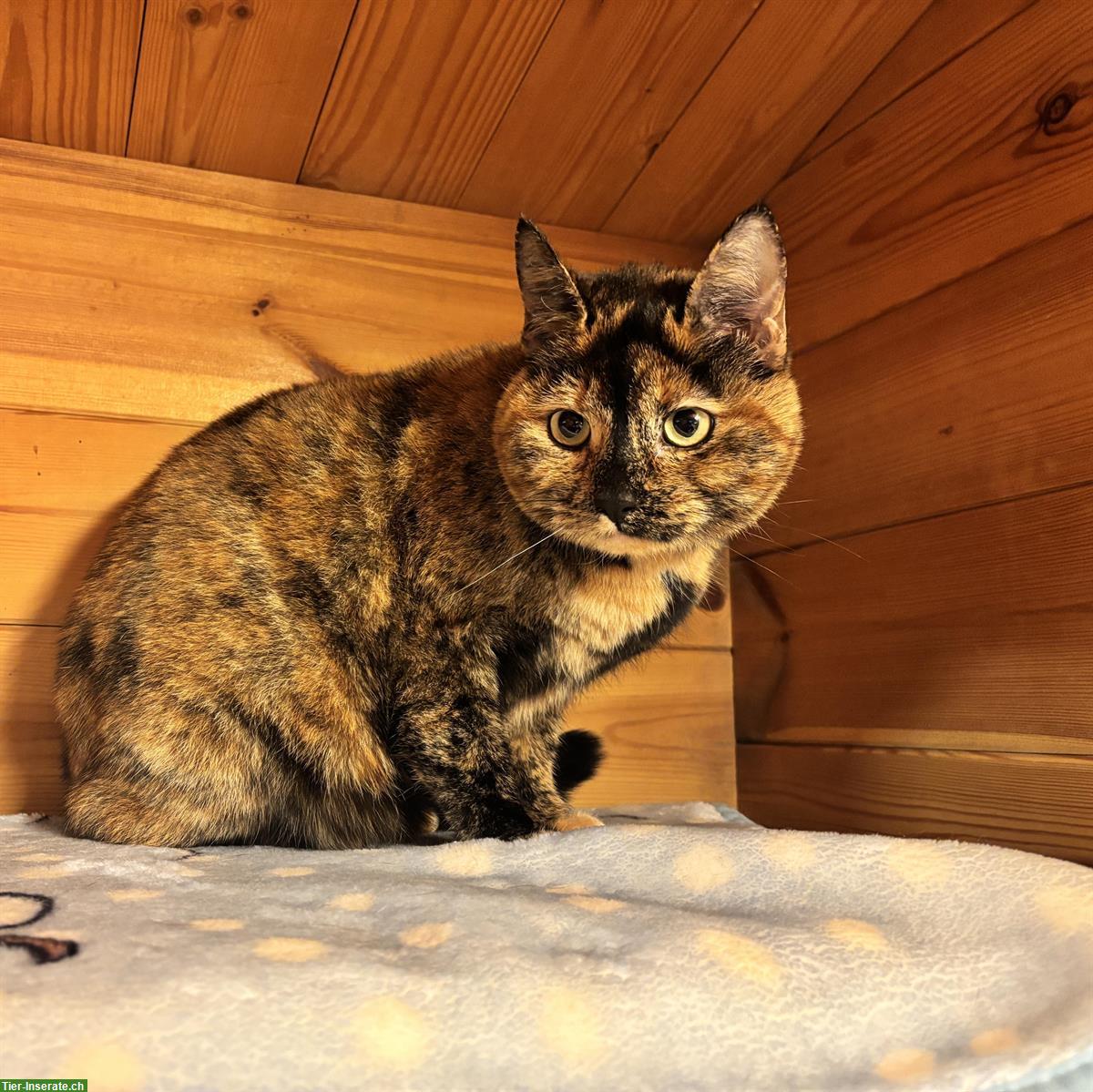 Bild 4: Schildpatt-Katze Alia & Langhaar-Kater Merlin, Freigänger, gemeinsam