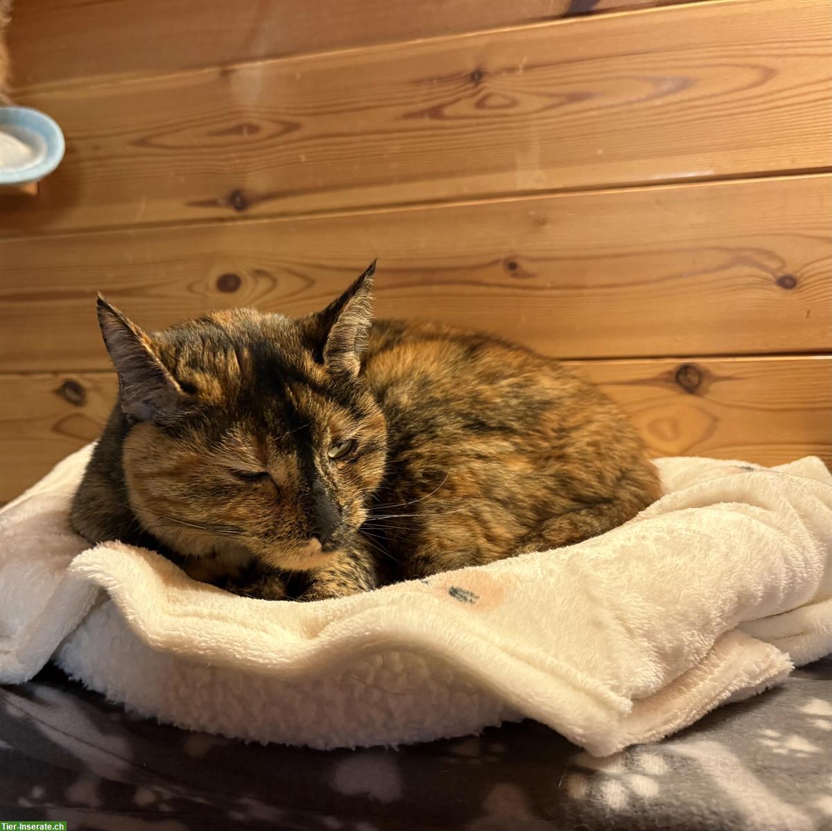 Bild 5: Schildpatt-Katze Alia & Langhaar-Kater Merlin, Freigänger, gemeinsam