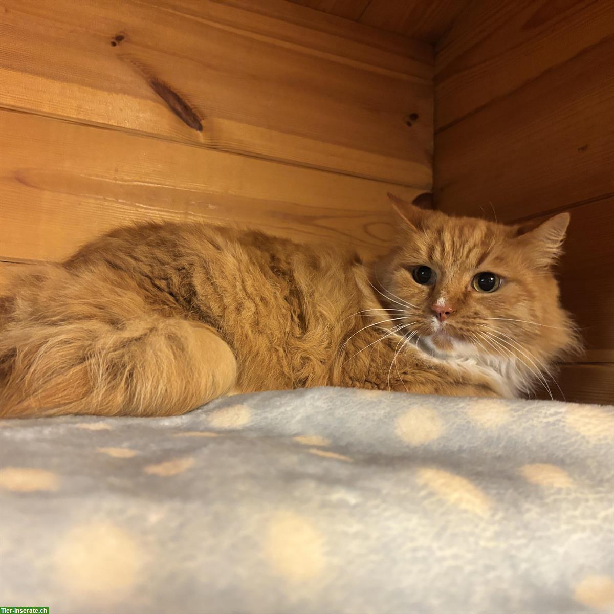 Bild 6: Schildpatt-Katze Alia & Langhaar-Kater Merlin, Freigänger, gemeinsam