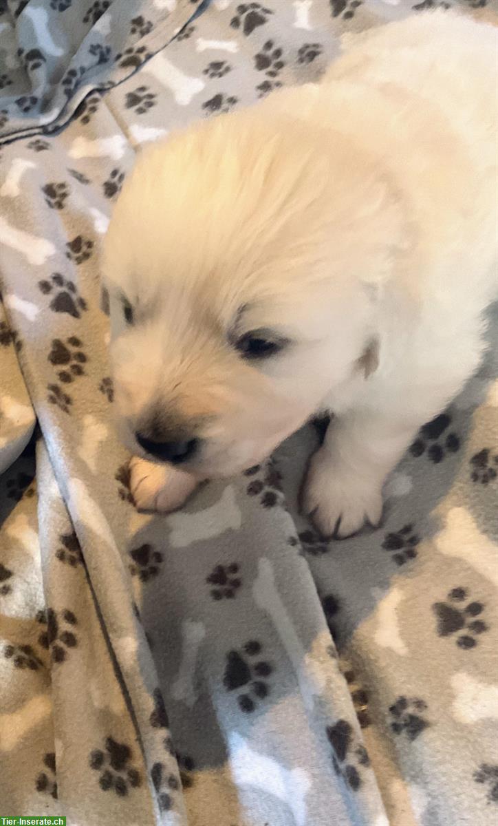 Maremmen - schneeweiße Abruzzen Schäferhund Welpen