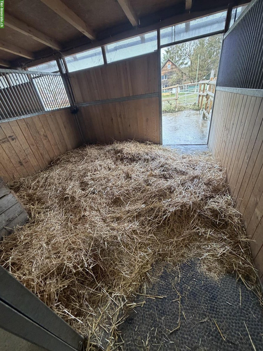 Bild 2: Auslaufboxen in Zielebach BE mit Ganzjahresweiden