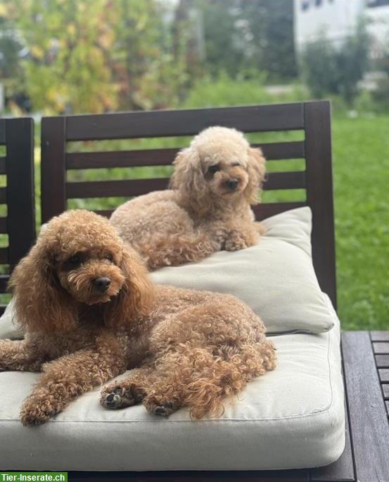 Toy Pudel Welpen, Rüden zu verkaufen