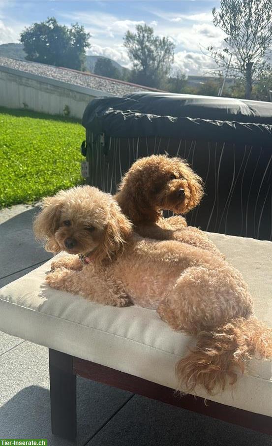 Bild 2: Toy Pudel Welpen, Rüden zu verkaufen