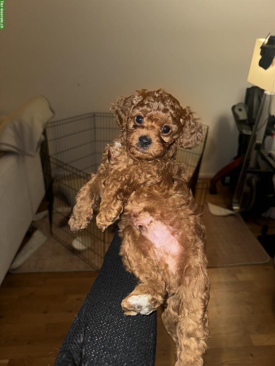 Bild 3: Toy Pudel Welpen, Rüden zu verkaufen